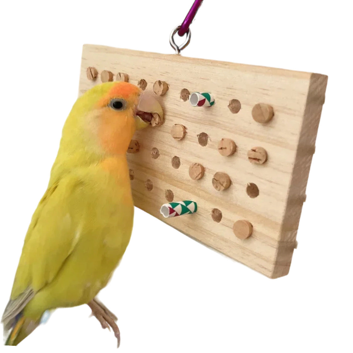 Parrot Enrichment Puzzle Feeder