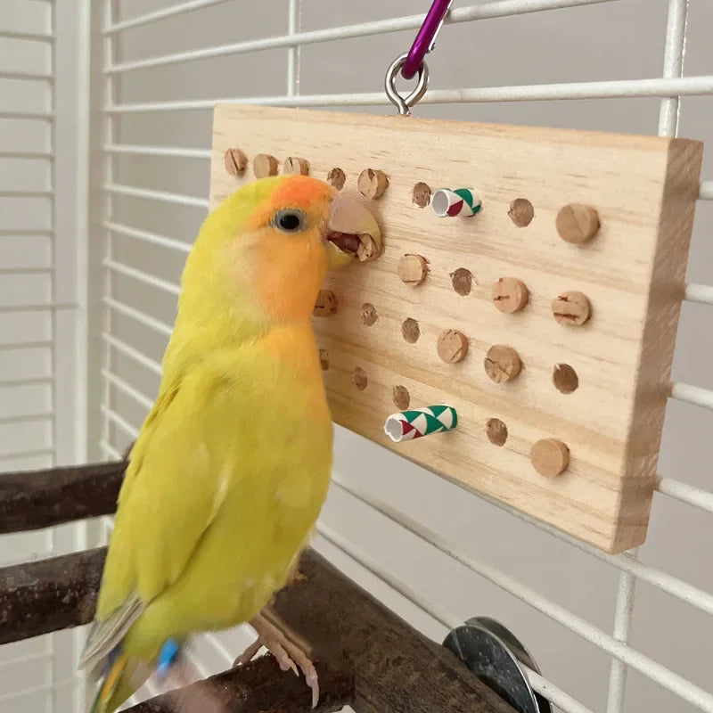 Parrot Enrichment Puzzle Feeder