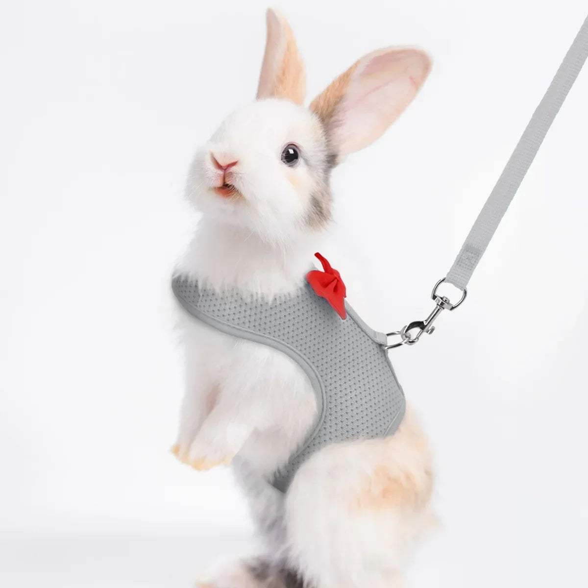 Chic Rabbit Walking Gear