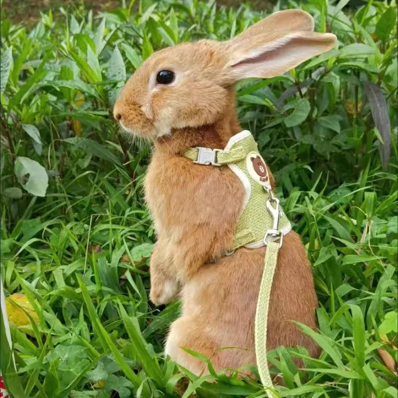 Rabbit Walking Vest Set