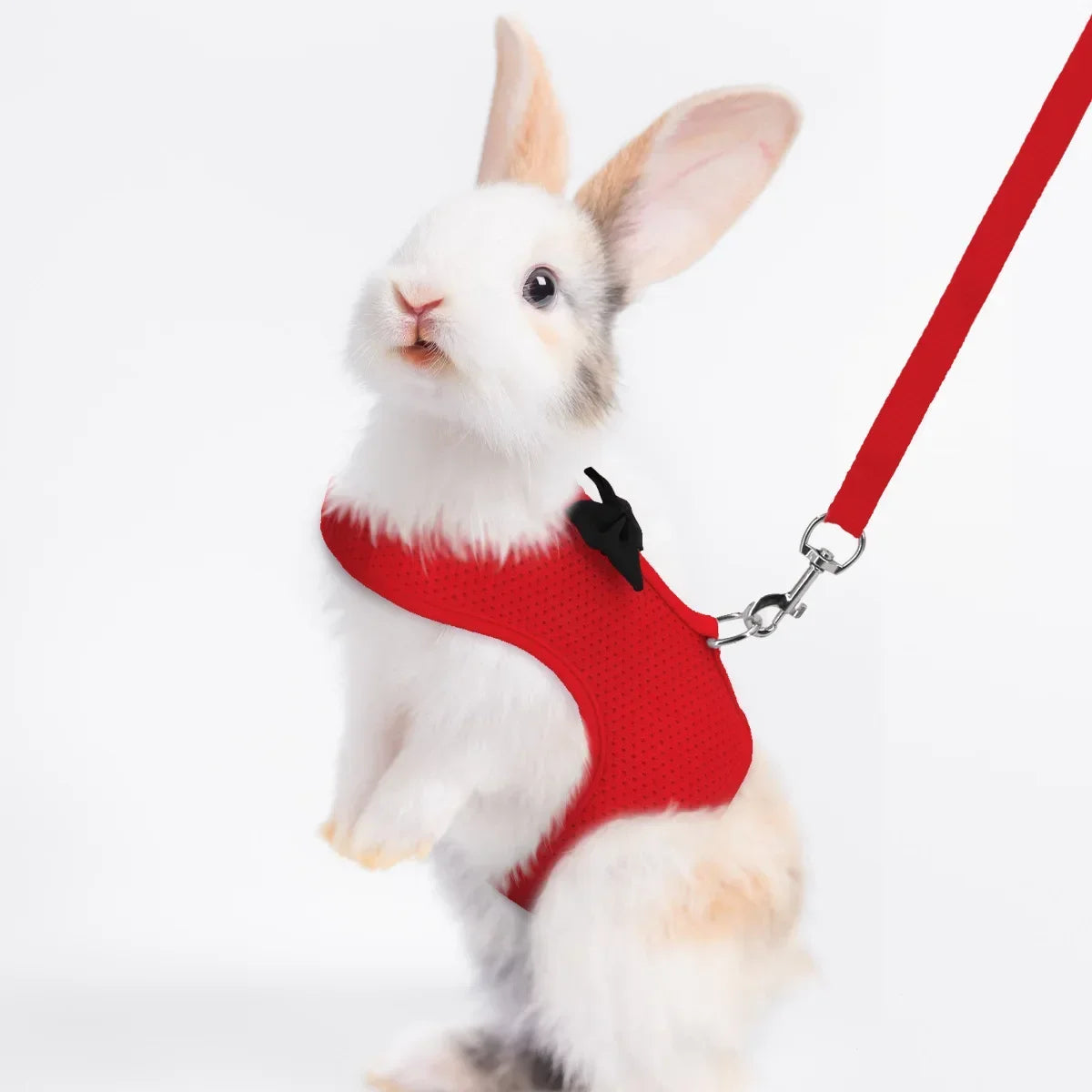 Chic Rabbit Walking Gear