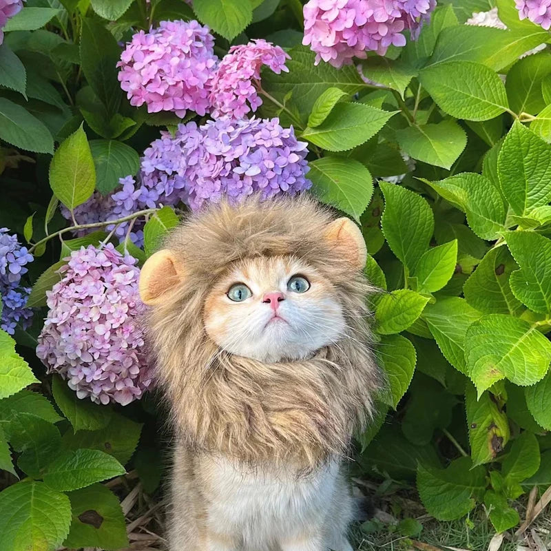 Lion costume for cat - Lion Wig