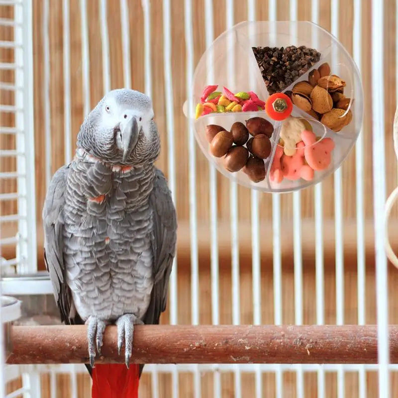 Interactive Parrot Feeding Station