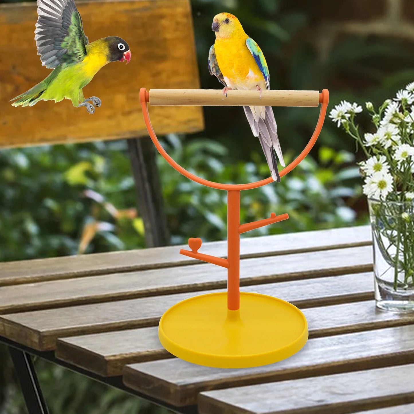 Playful Parrot Standing Perch