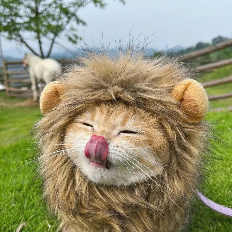 Lion costume for cat - Lion Wig