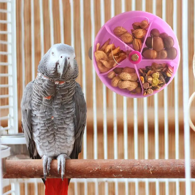 Interactive Parrot Feeding Station