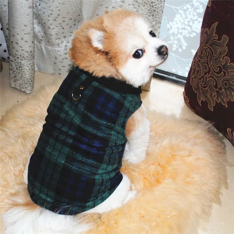 An adorable small dog with a fluffy orange and white coat is wearing a green plaid winter dog vest. The vest has a rich green and navy tartan pattern and is equipped with a button snap and D-ring for leash attachment at the back.